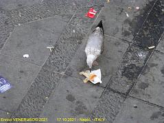 98 - Napoli ( Quando il pesce scarseggia)